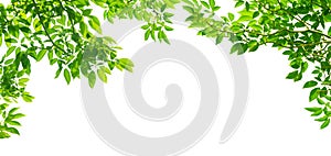 Panoramic Green leaves on white