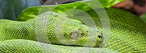 Panoramic green python