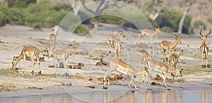 Panoramic of herd of gazelles at river photo