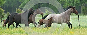 Panoramic of horse herd running in green field