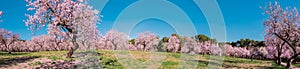 Panoramic image of alleys of blooming almond trees with pink flowers in Madrid, Spain. First pink almond trees to bloom in spring