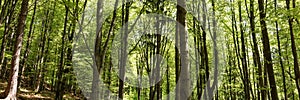 Panoramic image. Beautiful dense forest in the sunshine in summer