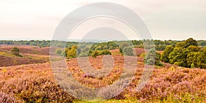 Panoramic image of blooming heathland at the Veluwe