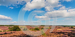 Panoramic image of blooming heathland at the Veluwe