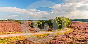 Panoramic image of blooming heathland at the Veluwe photo