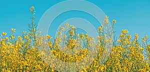 Panoramic image of blooming rapeseed crops in cultivated agricultural field with clear blue sky in background