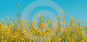 Panoramic image of blooming rapeseed crops in cultivated agricultural field with clear blue sky in background photo