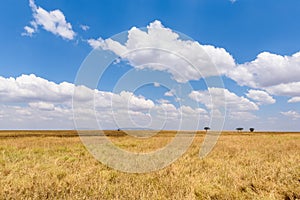 Panoramic image of a lonely acacia tree in Savannah in Serengeti National Park, Tanzania - Safari in Africa