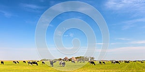 Panoramic image of milk cows on the Dutch island of Texel