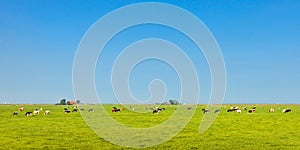 Panoramic image of milk cows in the Dutch province of Friesland photo