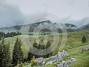 Panoramic image of mysterious green misty fog pine tree forest and mountains. Bucegi Mountains Romania Spring Day