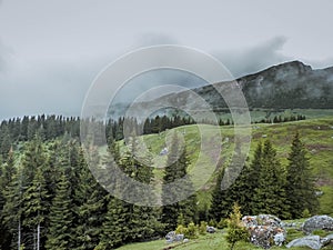 Panoramic image of mysterious green misty fog pine tree forest and mountains. Bucegi Mountains Romania Spring Day