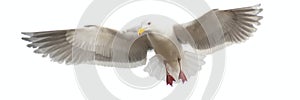 Panoramic image of a seagull in flight, isloated