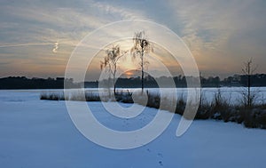 Panoramic image of sunset behind two birches next to a frozen pond in winter