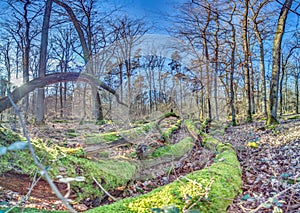 Panoramic image of a tree trunk covered in bright green moss in a forest