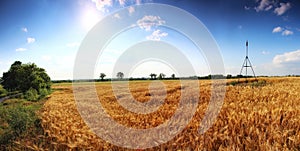 Panoramic image of wheat fields with deep blue sky