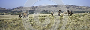 Panoramic image of wild horses