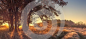 Panoramic landscape of autumn nature in the clear october morning. Large tree on golden grass in sunlight. Autumn nature landscape