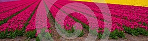 Panoramic landscape of colorful beautiful blooming tulip field in Holland Netherlands in spring, illuminated by the sun - Tulips