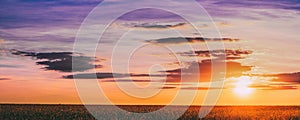 Panorama Of Eared Wheat Field, Summer Cloudy Sky In Sunset Dawn Sunrise. Skyline.