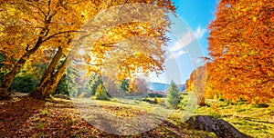 Panoramic landscape of Golden Autumn trees on meadow