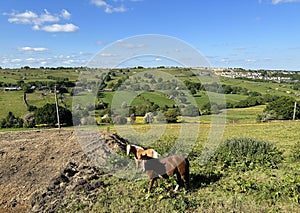 Panoramic landscape, with horses farms, and distant hills in, Allerton, Bradford, UK photo