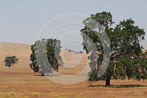 California- Landscape of Golden Hills and Beautiful Oak Trees