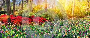 Panoramic landscape with multicolor spring flowers. Nature backg