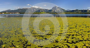 panoramic landscape and nature with lake Forggensee and alps mountain range in Bavaria, Germany