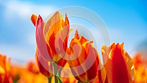 Panoramic landscape of orange beautiful blooming tulip field in Holland Netherlands in spring with blue sky, illuminated by the