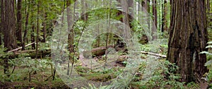 Panoramic Landscape in Redwood Forest