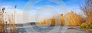 Panoramic landscape with reeds on a lake shore