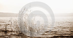 Panoramic landscape with reeds in a lake water