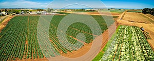 Panoramic landscape of rows of green crops.