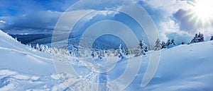 Panoramic landscape of a snowy forest in the mountains on a sunny winter day. Ukrainian Carpathians, near Mount Petros