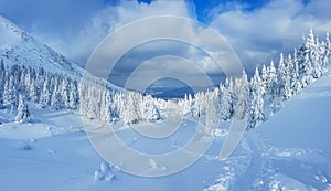 Panoramic landscape of a snowy forest in the mountains on a sunny winter day. Ukrainian Carpathians, near Mount Petros