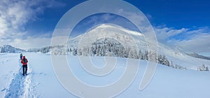 Panoramic landscape of a snowy forest in the mountains on a sunny winter day whis. Ukrainian Carpathians, near Mount Petros, there