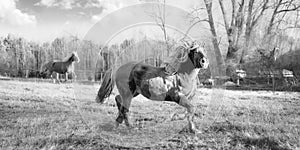 Panoramic landscape with two horses on an autumn grass