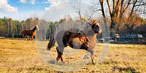 Panoramic landscape with two horses on an autumn grass