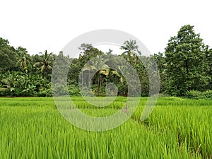 Panoramic landscape view of beautiful lush green rice farms in a small village of rural Maharashtra, India
