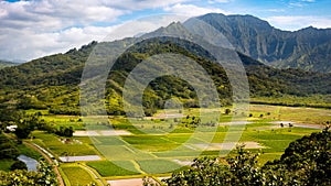 Panoramic landscape view of Hanalei valley and green taro fields