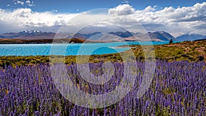 Panoramic landscape view of Lake Tekapo and blooming flowers, NZ