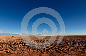 Panoramic landscape view near â€œOjos del Salarâ€ in the Atacama Desert, Chile, depicting tire tracks