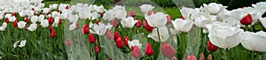 Panoramic landscape of white red beautiful blooming tulip field in Holland Netherlands in spring - Tulpis flowers background