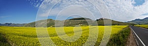 Panoramic landscape with yellow flowers