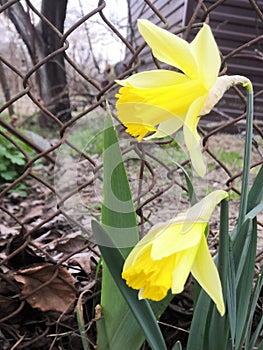 Panoramic landscape with yellow spring flowers. Top view