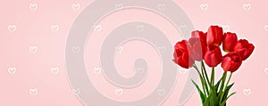 Panoramic light pink background with bouquet red tulip flowers