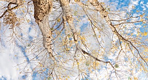 Panoramic lookup view of vibrant yellow maple leaves during fall season in Dallas