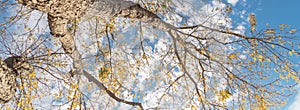 Panoramic lookup view of vibrant yellow maple leaves during fall season in Dallas