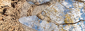 Panoramic lookup view of vibrant yellow maple leaves during fall season in Dallas